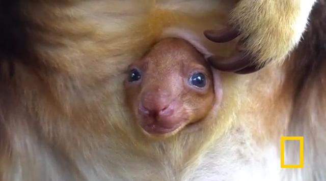 こんにちは、赤ちゃん 絶滅危惧のキノボリカンガルー | NIKKEIリスキリング
