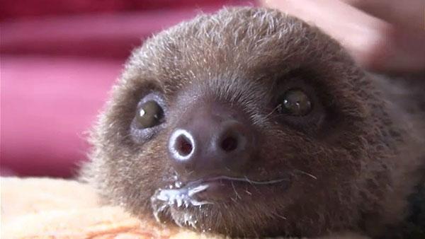 ナマケモノ好きにはたまらない ぶら下がることすらめんどくさい」怠け者すぎるナマケモノが話題