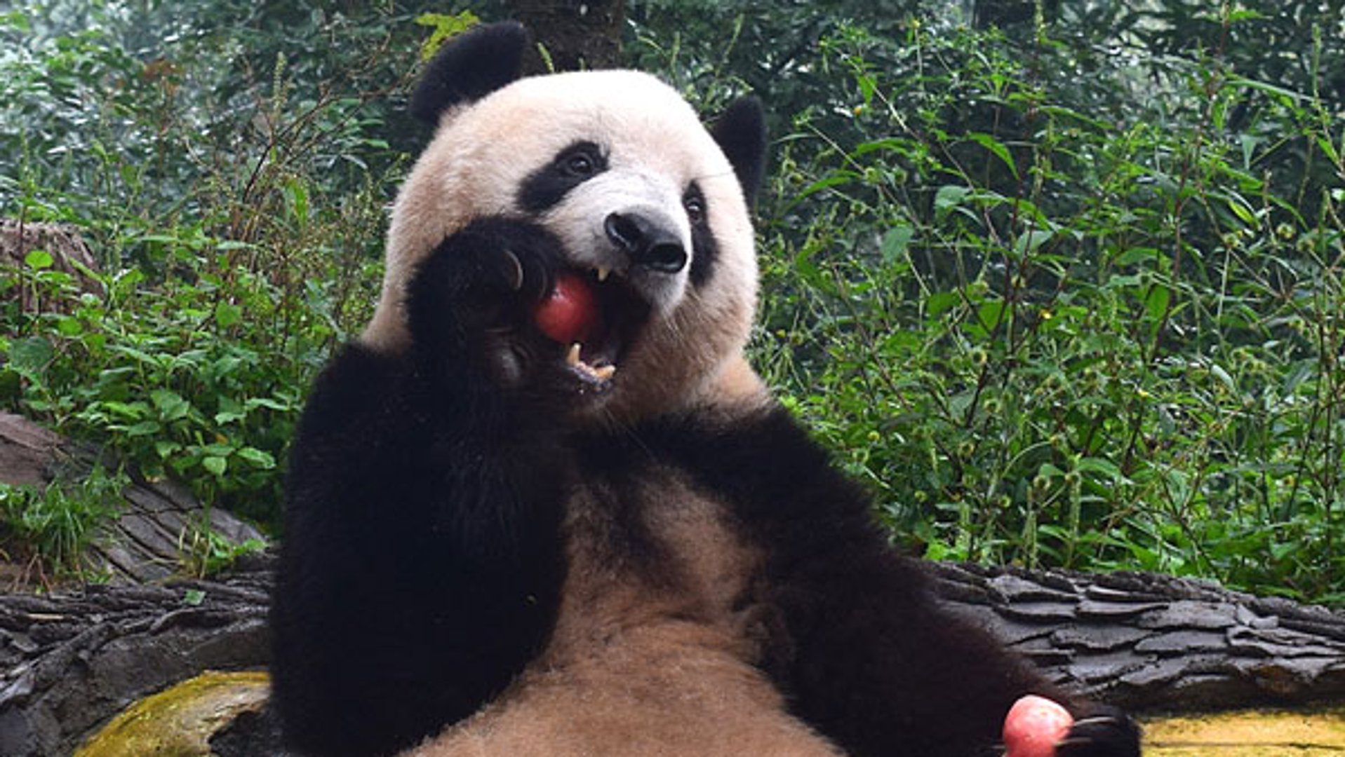 パンダのシャンシャン、中国で落ち着く 陰に飼育員の奮闘 - 日本経済新聞 パンダのシャンシャン、中国で落ち着く 陰に飼育員の奮闘 - 日本経済新聞