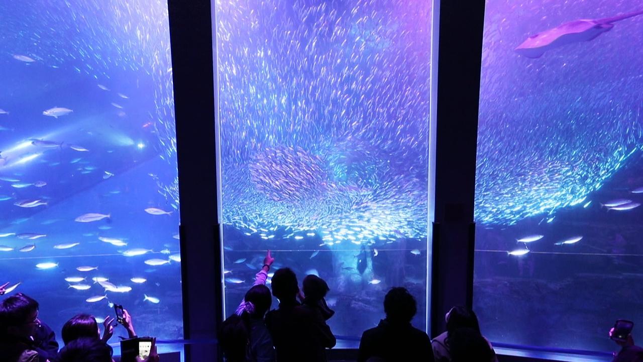 水族館に巨大な桜、花びらの正体は 八景島シーパラ 動画：朝日新聞
