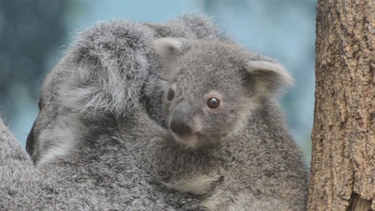 コアラの赤ちゃん やっとお披露目 名前を公募予定 朝日新聞デジタル
