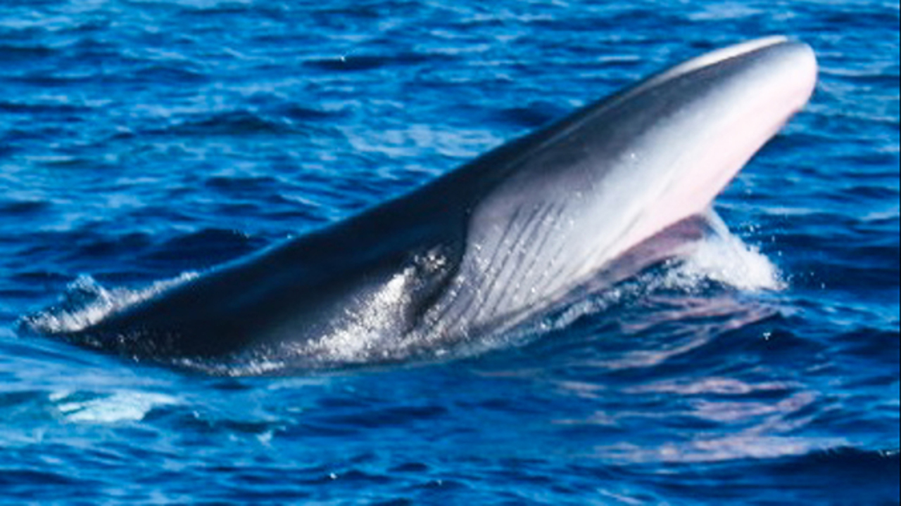 例がない ニタリクジラの大群 土佐湾に連日出現 朝日新聞デジタル