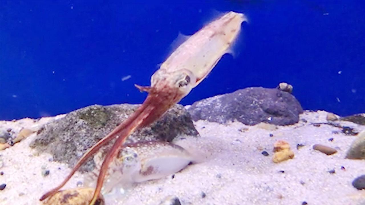 腕でハートマーク作るイカ 珍しい求愛行動 偶然の撮影 朝日新聞デジタル