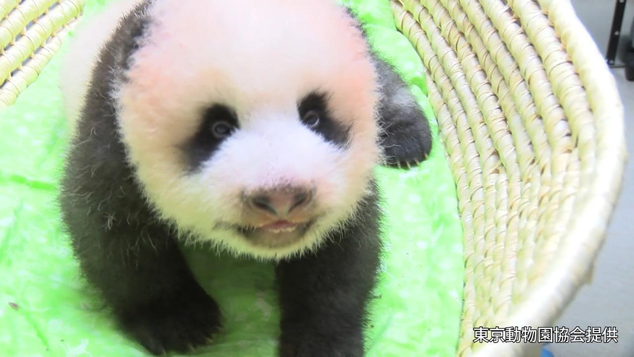 上野の赤ちゃんパンダ 生後７０日 脚踏ん張って前進 朝日新聞デジタル