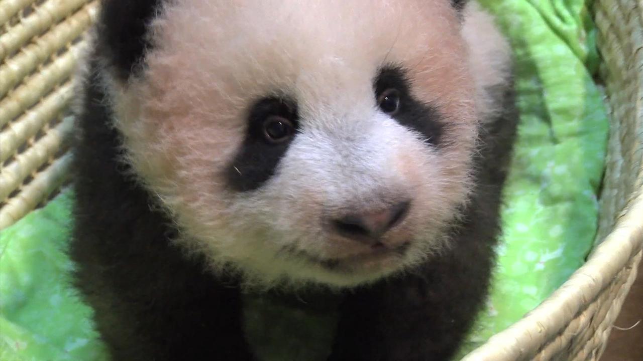 上野の赤ちゃんパンダ 名前は シャンシャン 香香 朝日新聞デジタル