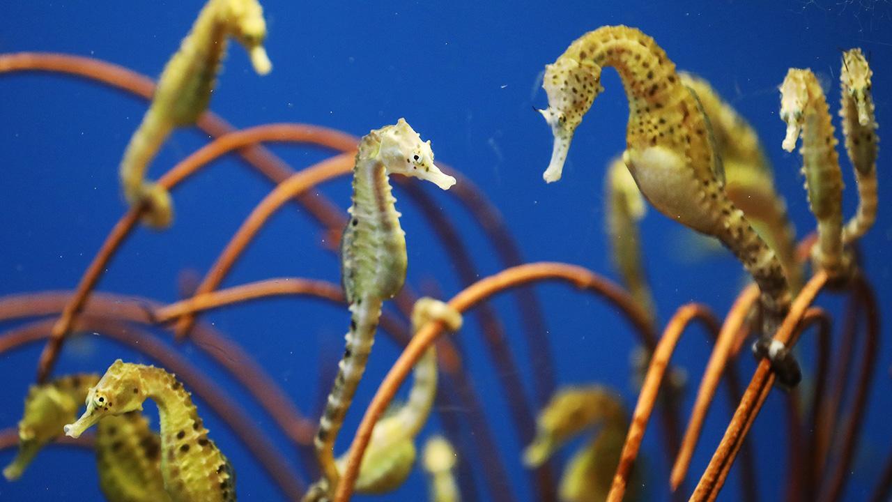 ☆発送地域限定・求愛中 タツノオトシゴ ペア☆ タツノオトシゴの産卵が神秘的すぎる\u2026\u2026。ダイバーの投稿が話題