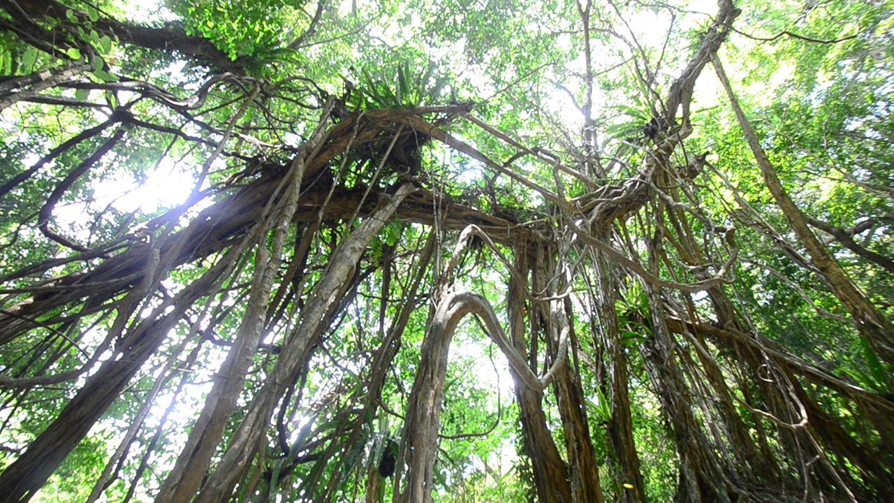 鹿児島）巨大ガジュマルを育む自然 奄美の価値を再確認 [鹿児島県