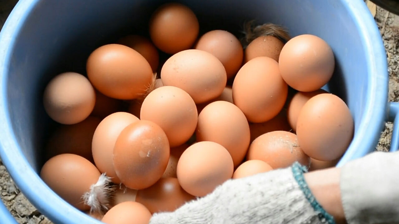 卵に捧げた、養鶏家の涙 絶品の裏にある「命の始末」：朝日新聞デジタル