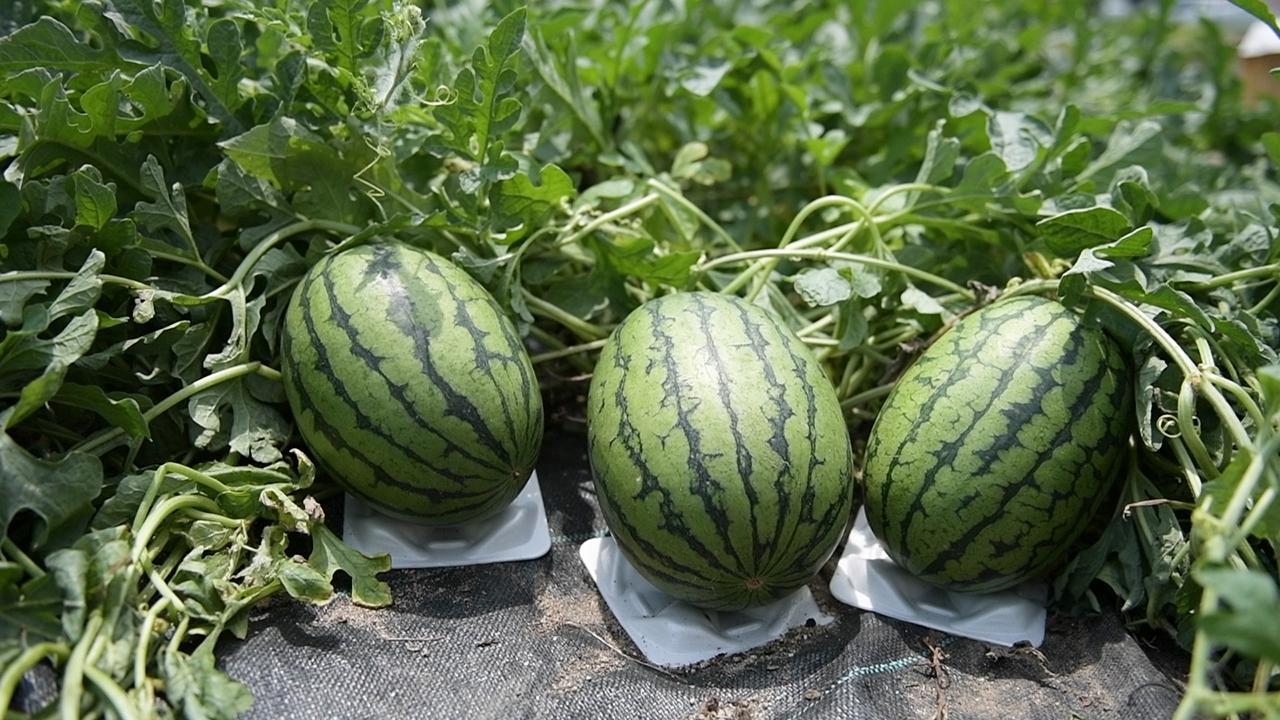花園でラグビーボール形スイカ 収穫最盛期 ｗ杯開催地 朝日新聞デジタル
