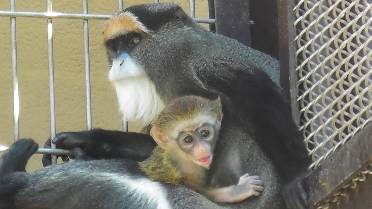 世界一美しいサル の赤ちゃんすくすく 東武動物公園 朝日新聞デジタル 世界一美しいサル の赤ちゃんすくすく 東武動物公園 朝日新聞デジタル