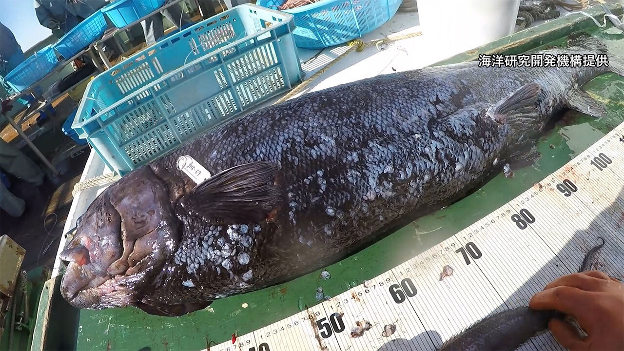 生態系の頂点 深海魚ヨコヅナイワシ発見 体重25キロ 動画 朝日新聞デジタル
