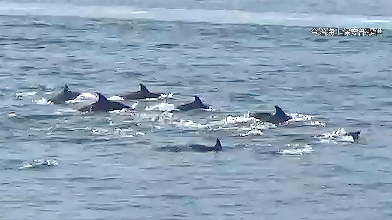 瀬戸内海でもイルカの群れ 大阪湾からたどりつく？ 動画：朝日新聞