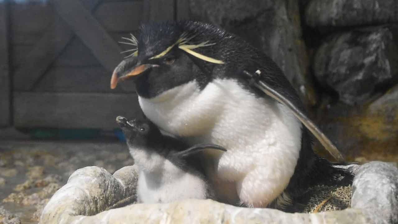 絶滅おそれのペンギン 凍結精子で繁殖 海遊館が挑戦中 朝日新聞デジタル
