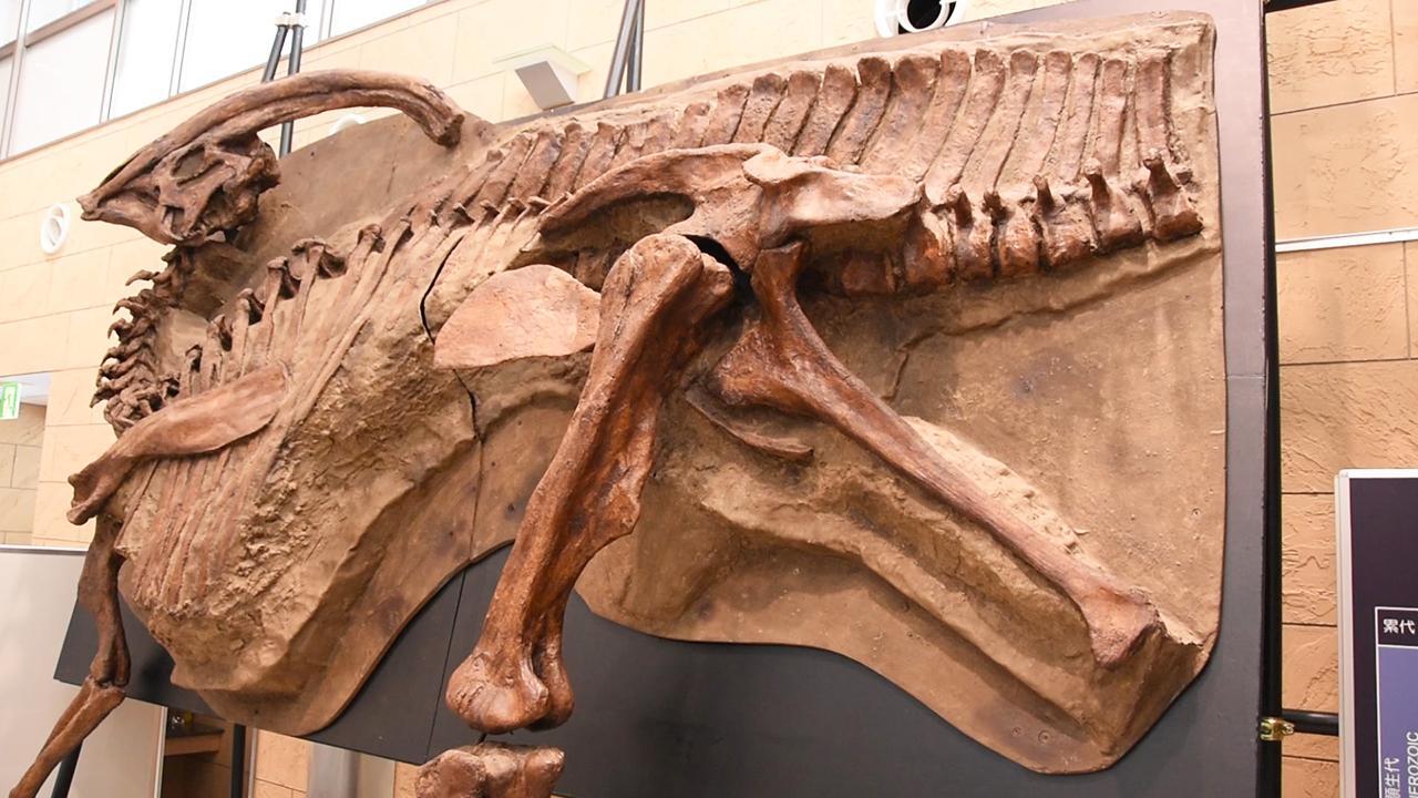 鹿児島）新発見の化石 新骨格標本と展示 15日から [鹿児島県]：朝日新聞