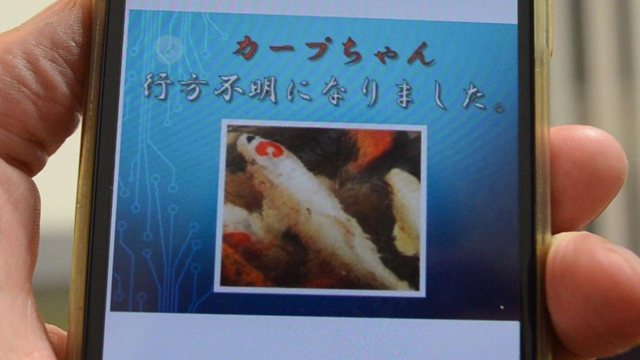 Cマークのコイ「カープちゃん」、行方不明に 心配の声 [山口県