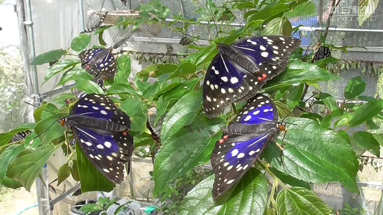 オオムラサキ1千匹以上羽化 師匠の遺志継ぐ飼育男性 [奈良県]：朝日新聞