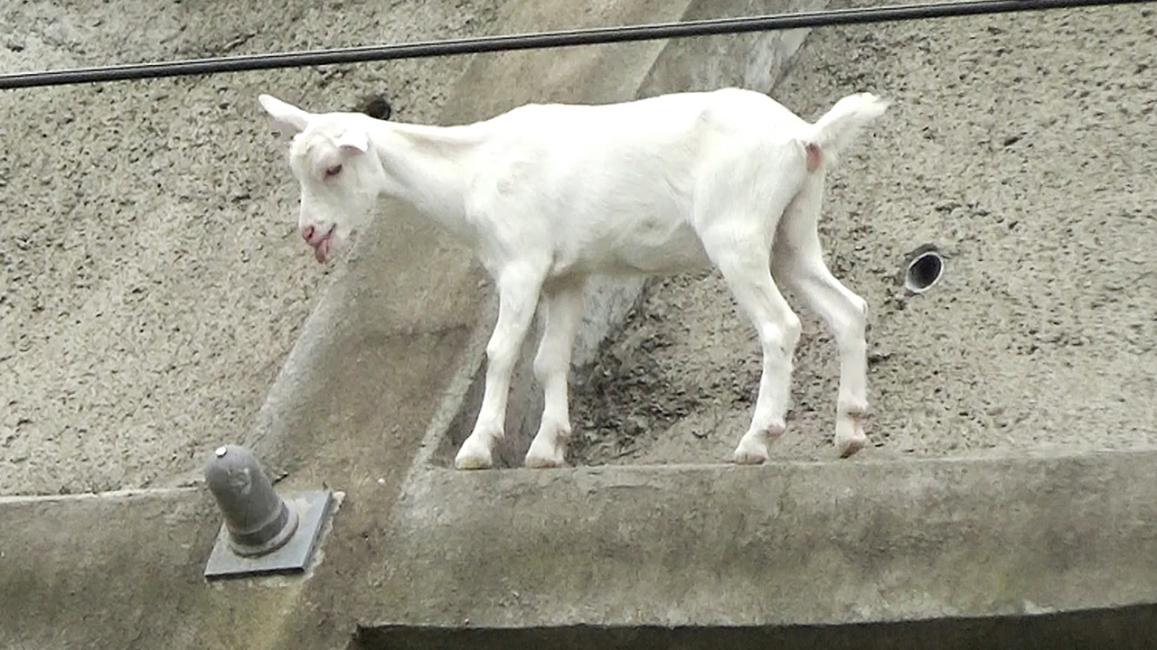 脱走子ヤギ 飼い主も驚く野性味 線路近くて住民は心配 朝日新聞デジタル