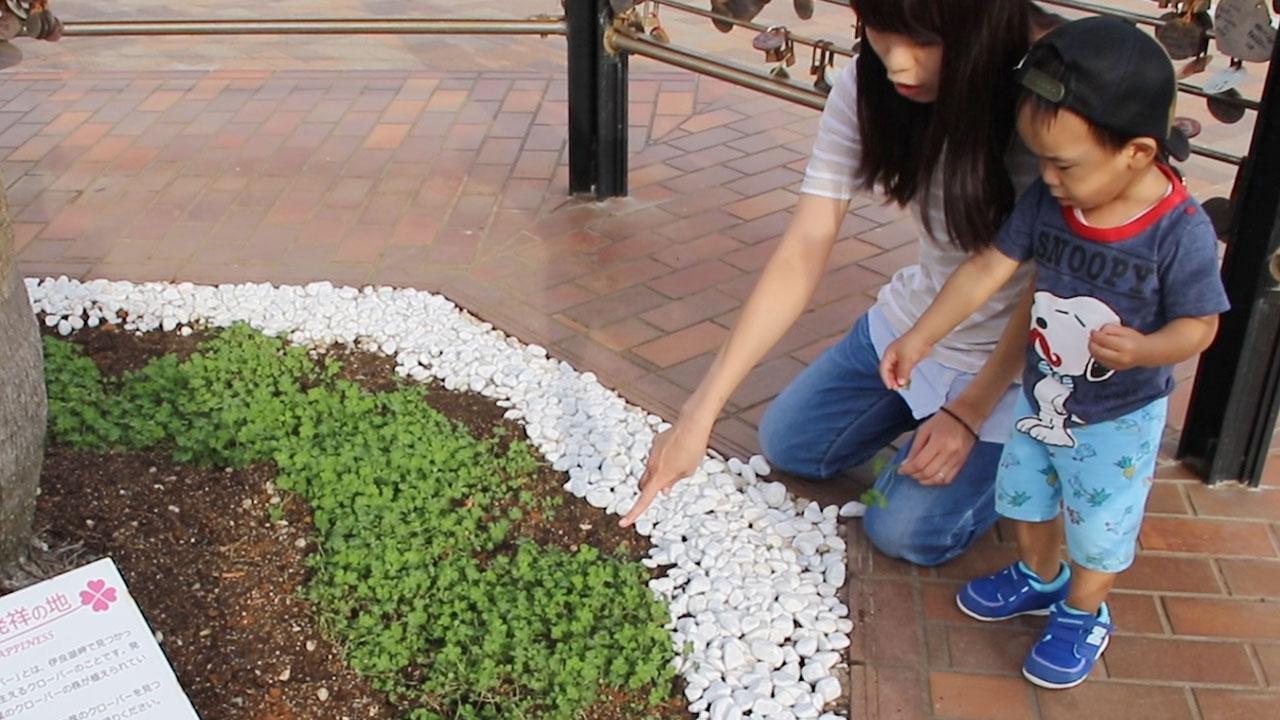 幸せの独り占めやめて」 四つ葉のクローバー大量盗難 [愛知県]：朝日