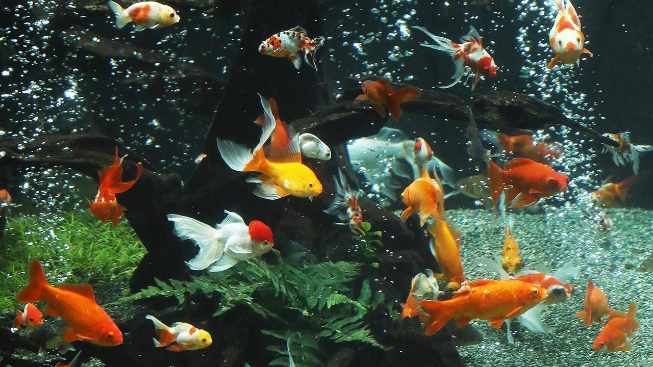 ５００匹の金魚とゆらゆら 大水槽の中から見た景色は 朝日新聞デジタル