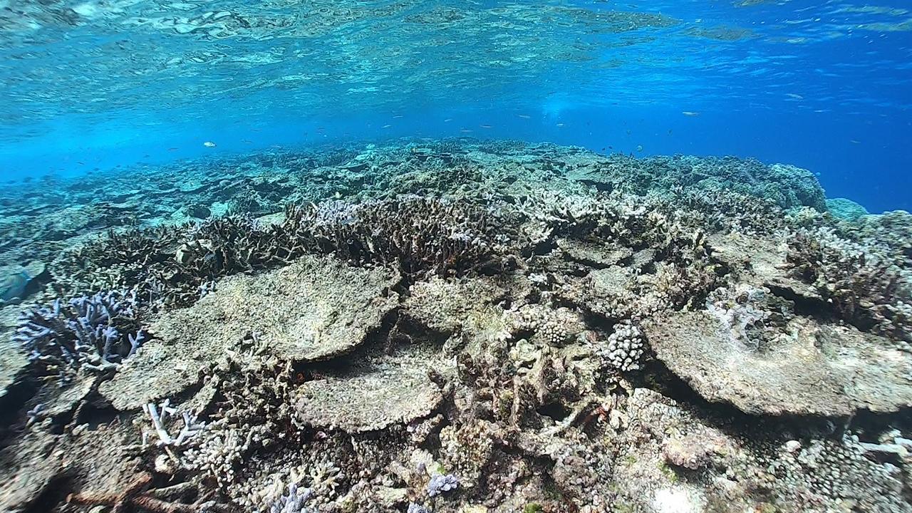 天然記念物の生きたサンゴが激減 ７割死滅、調査で判明 [沖縄県]：朝日