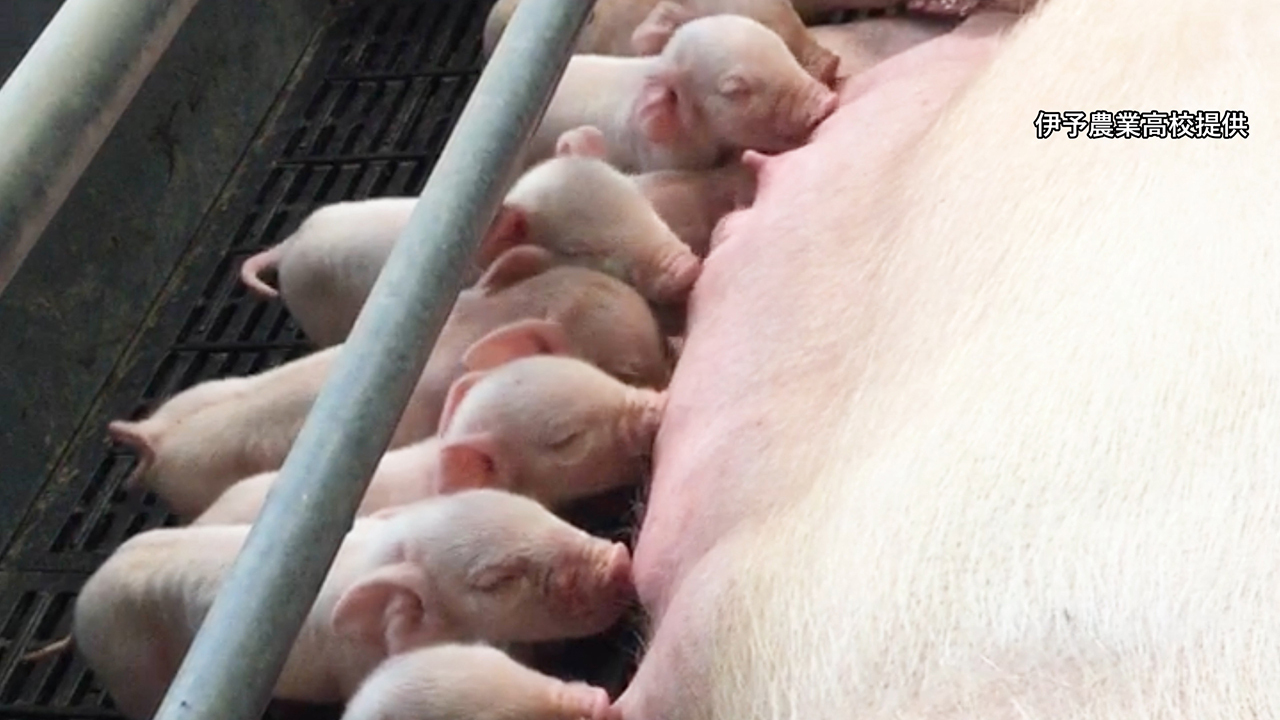 愛媛 学校は休みですが 伊予農業高で子ブタ出産 新型コロナウイルス 朝日新聞デジタル