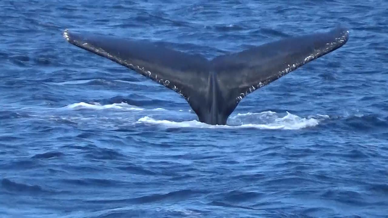 小笠原のクジラは船の音に反応するか 騒音調査に同行 朝日新聞デジタル