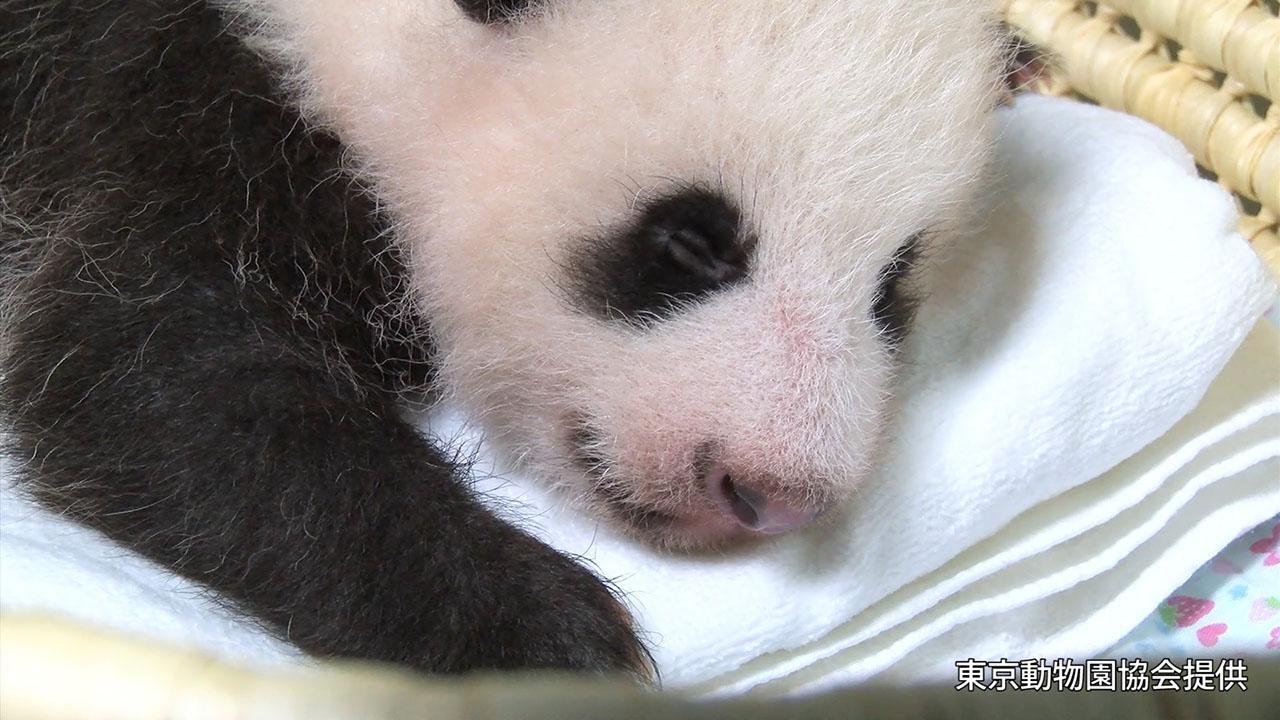 上野の赤ちゃんパンダ 生後５０日 はいはい姿も 朝日新聞デジタル