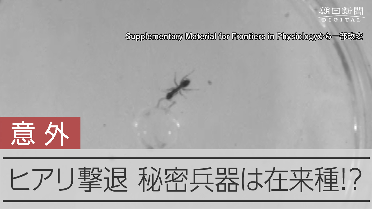 有毒ヒアリもビビる秘密兵器 カギは 日本のほぼ全域にいる アリ 動画 朝日新聞デジタル