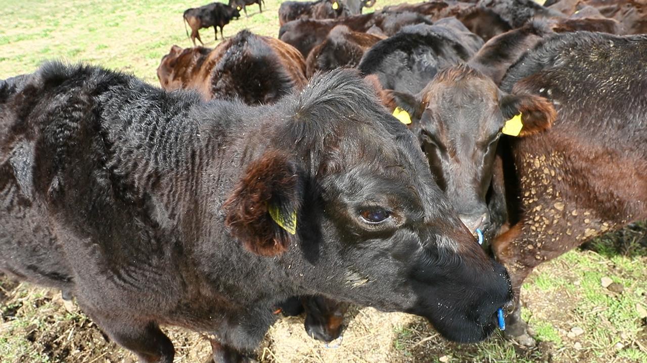 食紀行）黒毛に負けぬ 伝説の赤身 無角和牛＠山口県阿武町 動画：朝日新聞