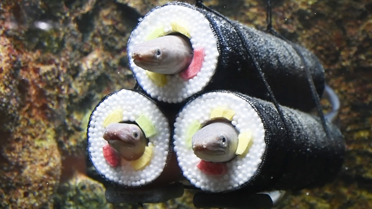 穴からひょっこり頭 生きたアナゴの恵方巻き 水族館で 朝日新聞デジタル