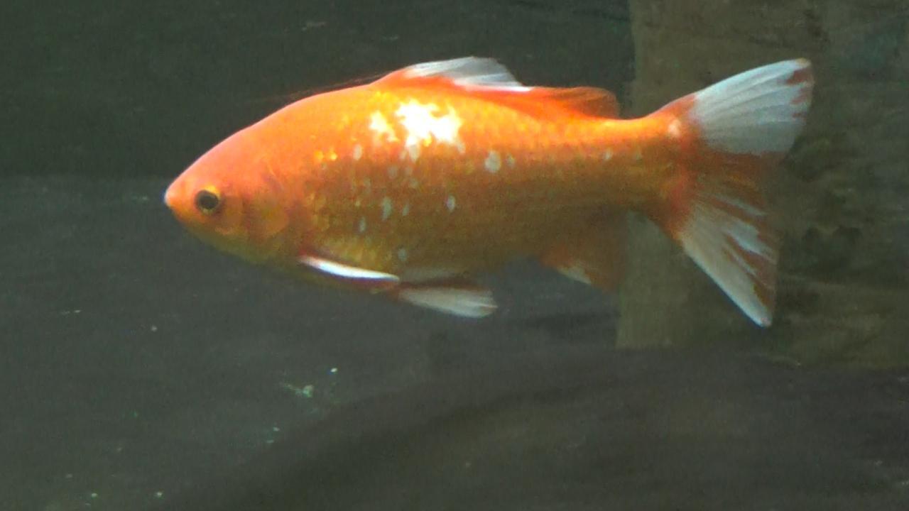 エサ用の金魚、10年間生き延びる そしてカープ優勝へ [高知県]：朝日新聞