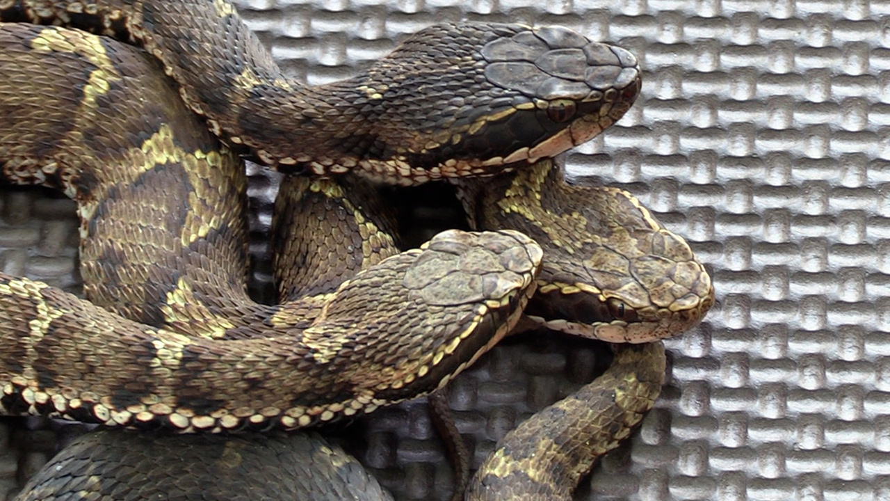 初夏から秋のアウトドア 毒ヘビの マムシ に要注意 朝日新聞デジタル