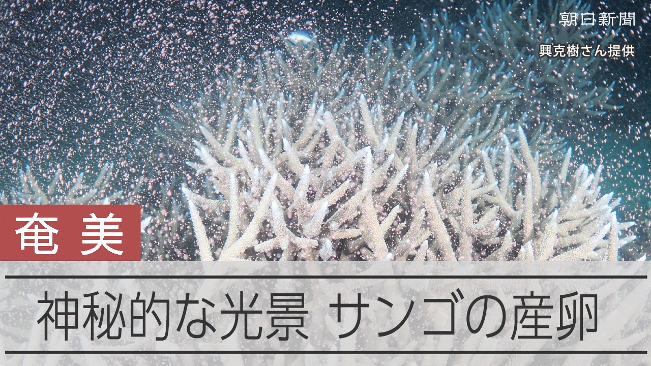 夜の海に神秘的な光景 サンゴが一斉産卵、ピンクの粒漂う 奄美大島