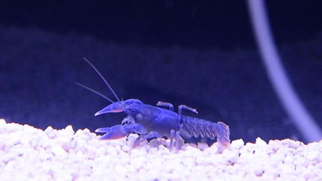 青色ＬＥＤに匹敵？ 青色ザリガニ繁殖成功 室蘭水族館が地味に快挙