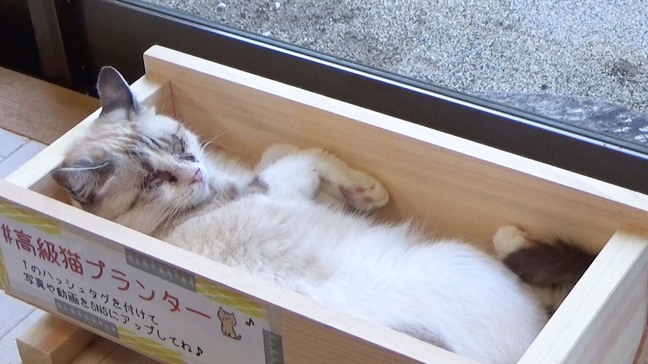 売れないプランター、ネコがくつろぐ「高級ベッド」に：朝日新聞デジタル