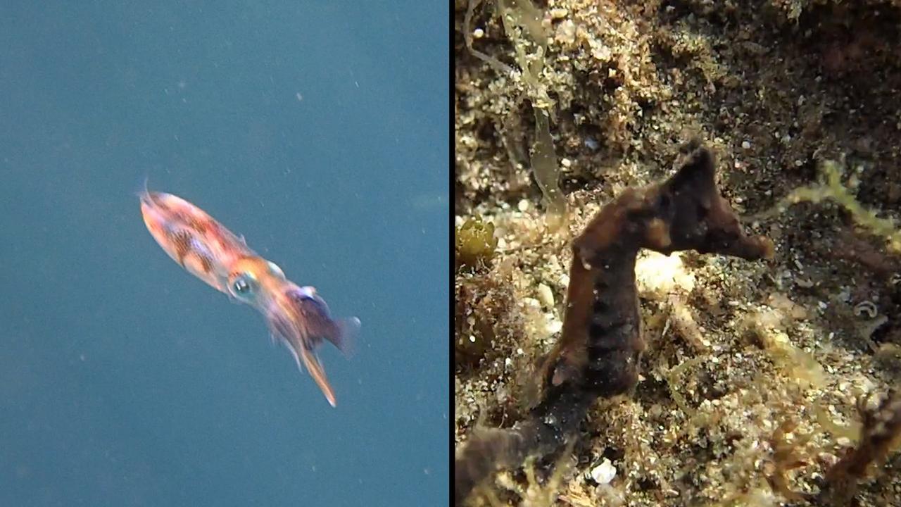 鳥取）アオリイカやタツノオトシゴと海中散歩 浦富海岸 [鳥取県]：朝日新聞