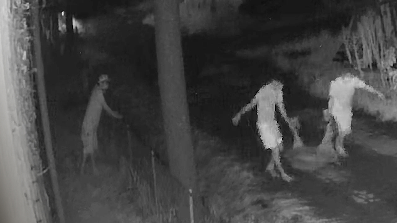 深夜に逆さづり 子豚や子牛が大量盗難 カメラは捉えた 動画 朝日新聞デジタル