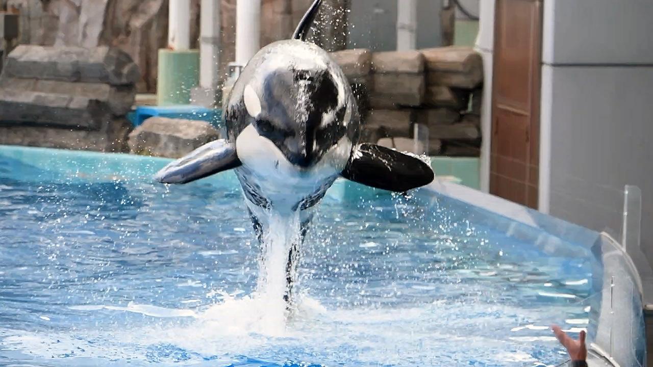 ５歳になったシャチの リン 公開訓練 名古屋港水族館 朝日新聞デジタル