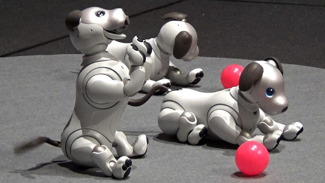 ソニー、AI搭載の新アイボ発表 持ち主に近寄る動きも：朝日新聞