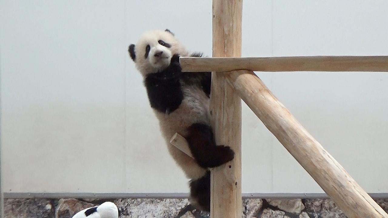 パンダは和歌山にも 知事 シャンシャン報道に注文 朝日新聞デジタル