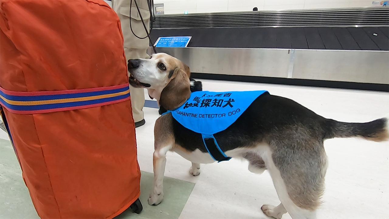 How Long Is Quarantine For Dogs In Japan