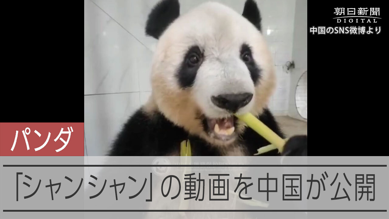 中国に帰ったシャンシャンはいま 竹をザクザク食べる動画公開：朝日新聞デジタル