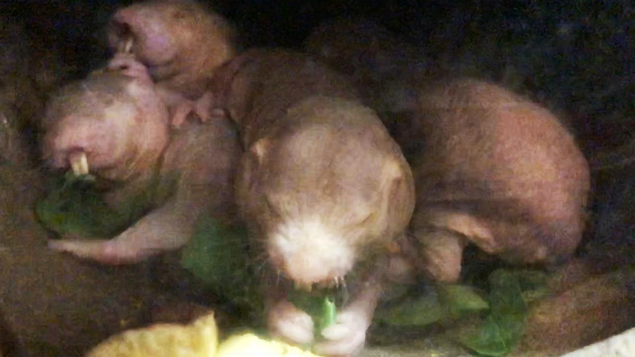 360-DEGREE LIVES: Naked mole rats, nearly hairless, wrinkled and creepy  cute | The Asahi Shimbun: Breaking News, Japan News and Analysis