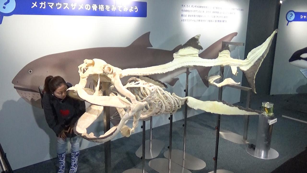 幻のメガマウスザメ、世界初の全身骨格 鴨川で常設展示：朝日新聞デジタル