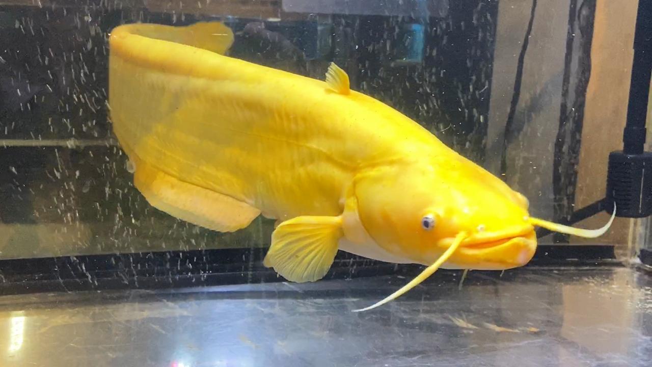 Golden catfish lures crowds to public aquarium in Shikoku  The Asahi  Shimbun: Breaking News, Japan News and Analysis
