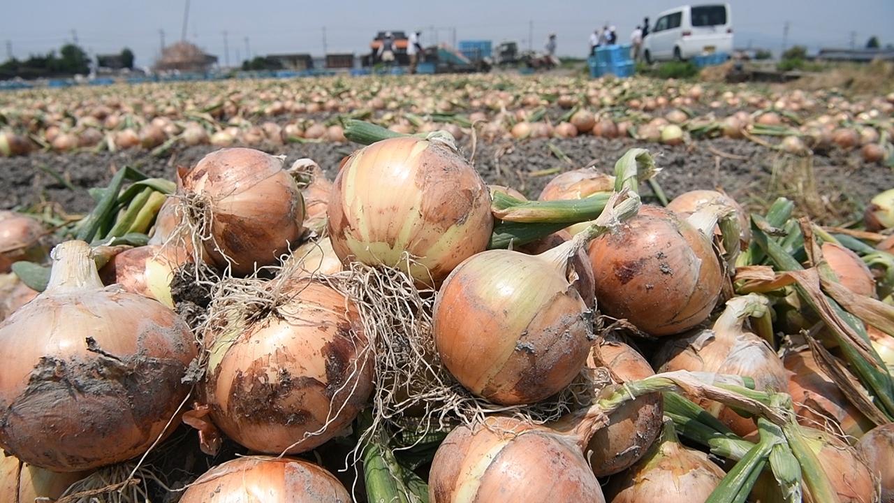 食紀行）「発祥之地」涙が出るほど美味 タマネギ＠佐賀県白石町 [佐賀