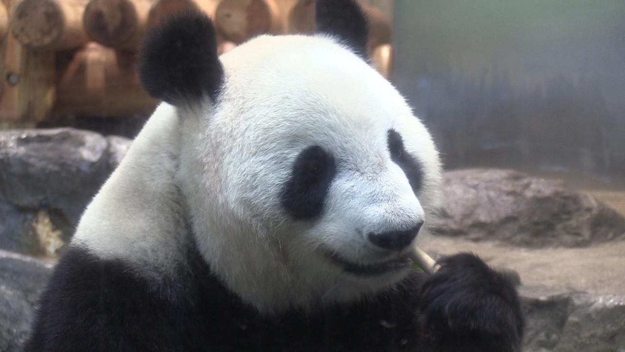 パンダの赤ちゃん 来園者も期待 シンシン展示中止へ 朝日新聞デジタル