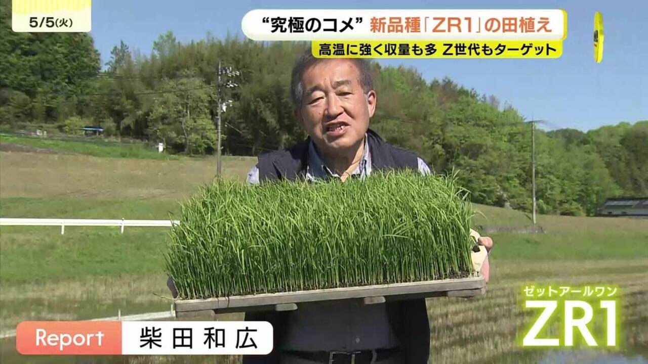 高温に強く収量も多い 関係者は“究極のコメ”に期待 新品種「ZR1」の