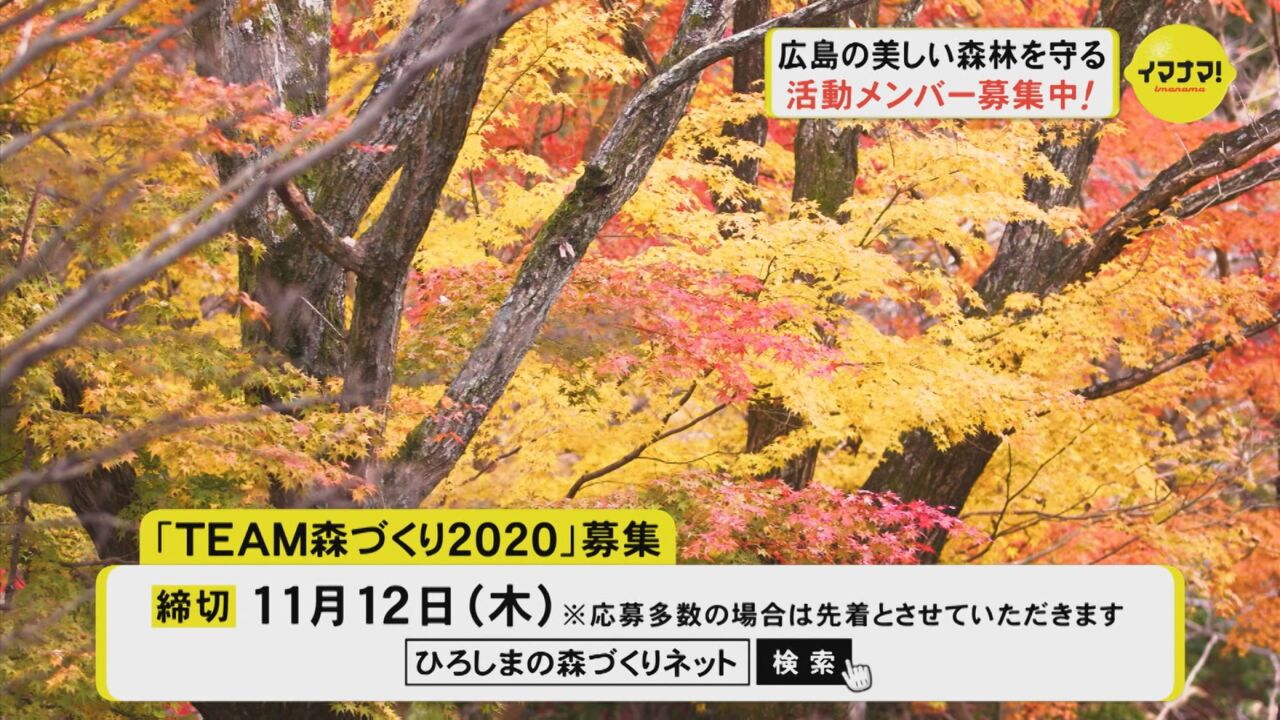 広島の美しい森林を守る　活動メンバー募集中！