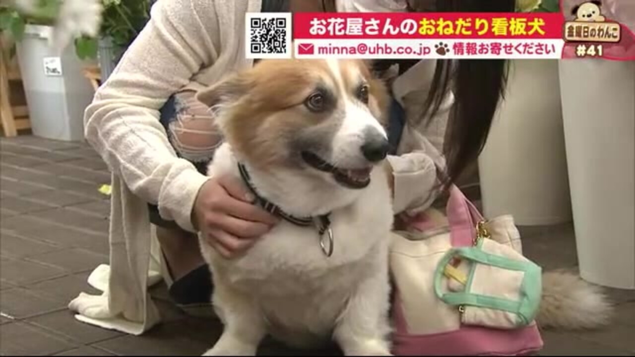 彼女募集中 フワフワおっとり 花屋のお客さんを癒す 看板犬 コーギー 金曜日のわんこ